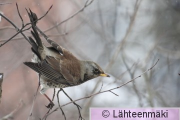 Räkättirastas 1_12022012_Tampere Hatanpää.jpg