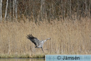 20170503-DSC_7263.jpg