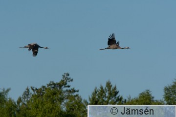 DSC_409811593.jpg