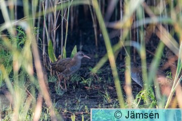 DSC_0695018629.jpg