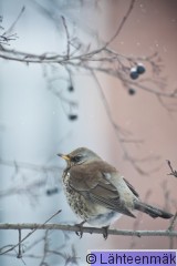 Räkättirastas 3_12022012_Tampere Hatanpää.jpg