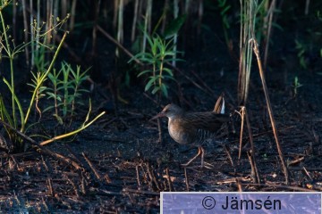 DSC_0747018646.jpg