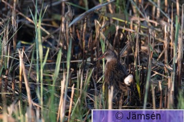 DSC_0814018674.jpg