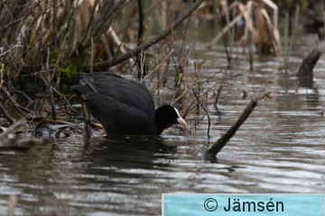 DSC_24464767.jpg