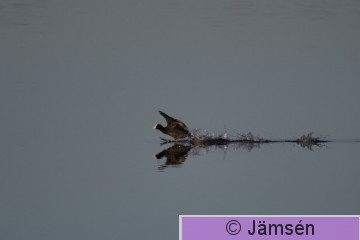 DSC_564102442.jpg