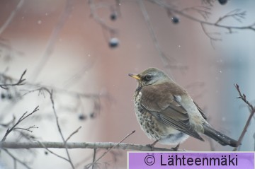 Räkättirastas 4_12022012_Tampere Hatanpää.jpg