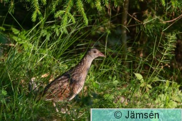 DSC_871413195.jpg