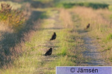 DSC_136714408.jpg