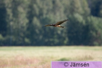 DSC_203714810.jpg