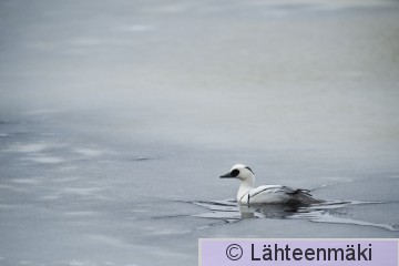 Uivelo koiras_12022012_Tampere Hatanpää.jpg