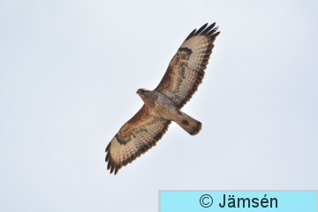 DSC_8533.jpg