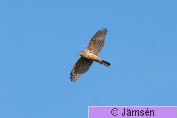 DSC_030418127.jpg