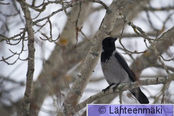 Varis_12022012_Tampere Hatanpää.jpg