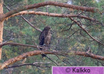 pikkukiljukotka 098.jpg