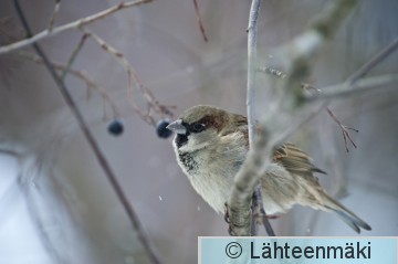 Varpunen 1_12022012_Tampere Hatanpää.jpg