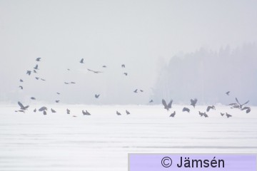 20150213-DSC_4151.jpg