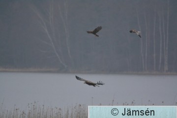 DSC_9826.jpg