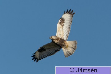 DSC_313918571.jpg