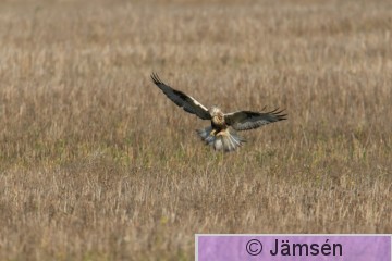 DSC_318518609.jpg