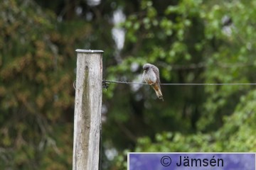 DSC_0278006938.jpg