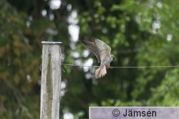 DSC_0412006984.jpg