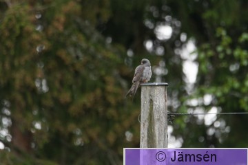 DSC_0509007024.jpg