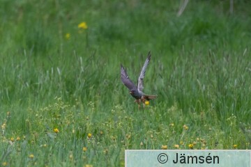 DSC_0559007052.jpg
