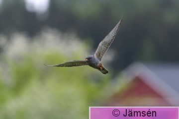 DSC_0566007054.jpg
