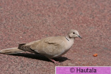 Turkinkyyhky, Fuerteventura, c.JPG