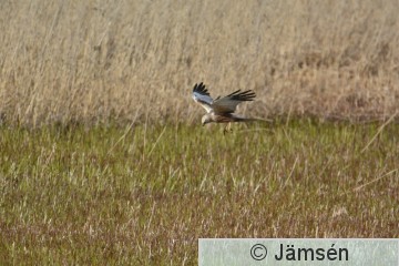 20170512-DSC_9787.jpg