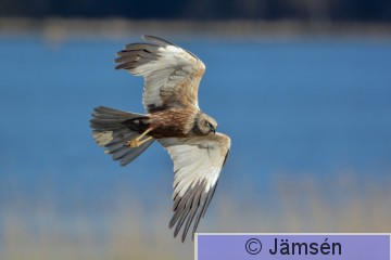 20170516-DSC_0122.jpg