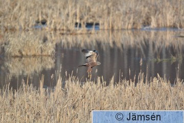 DSC_4303.jpg