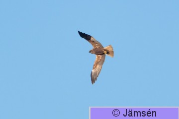 DSC_787303109.jpg