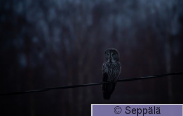 lapinpollo_Kuhmalahti191216_iso.jpg