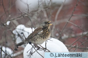 Räkättirastas_12022012_Tampere Hatanpää.jpg