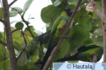 cs .  Huppuaratti, Delray Beach, 2.jpg