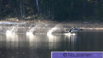 Kuikka2e RS h19.jpg