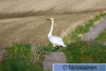 Laulujoutsen8b AV t19.jpg