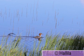 IMG_8727a.JPG