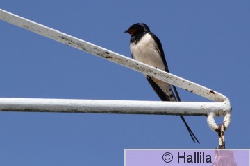 IMG_1812a.JPG