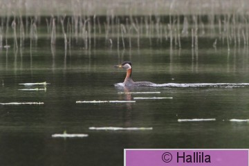IMG_1671a.JPG