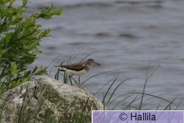 IMG_1733a.JPG