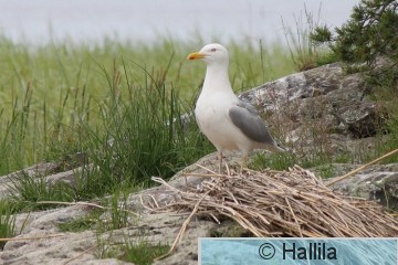 IMG_8892a.JPG