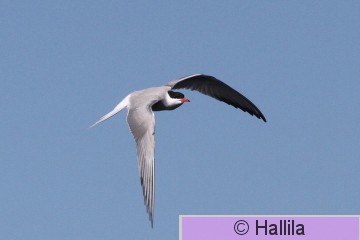 IMG_1517a.JPG