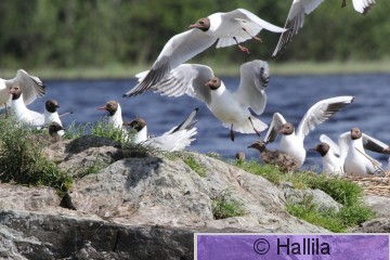 IMG_1579v.JPG