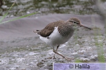 IMG_1759a.JPG