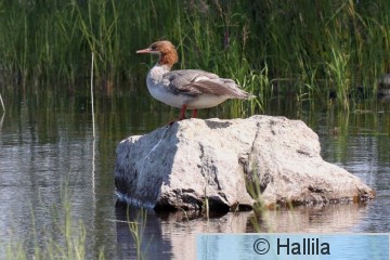 IMG_9900a.JPG