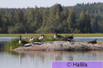 IMG_0435a.JPG