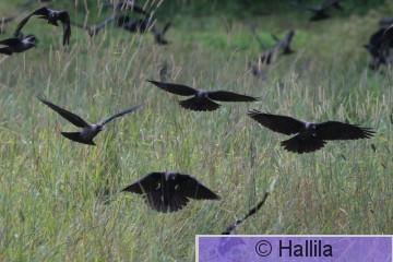 IMG_3319a.JPG