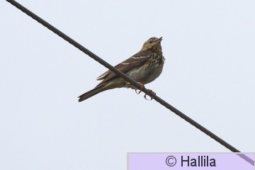 IMG_9541a.JPG